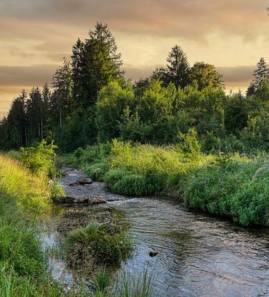 stream, nature, glade, trees, water, edge of the forest, summer, evening light, dusk