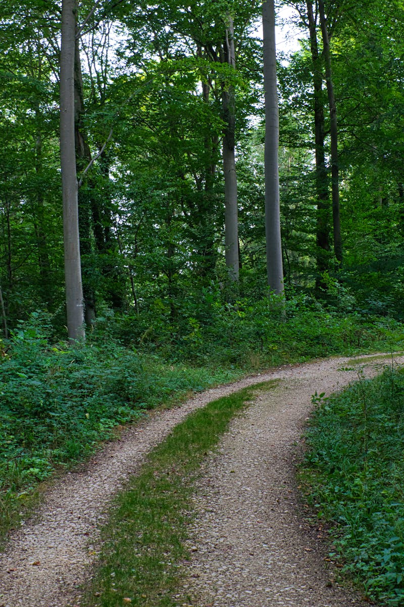 Lush green forest path in summer, Aalen, Germany - serene and picturesque.