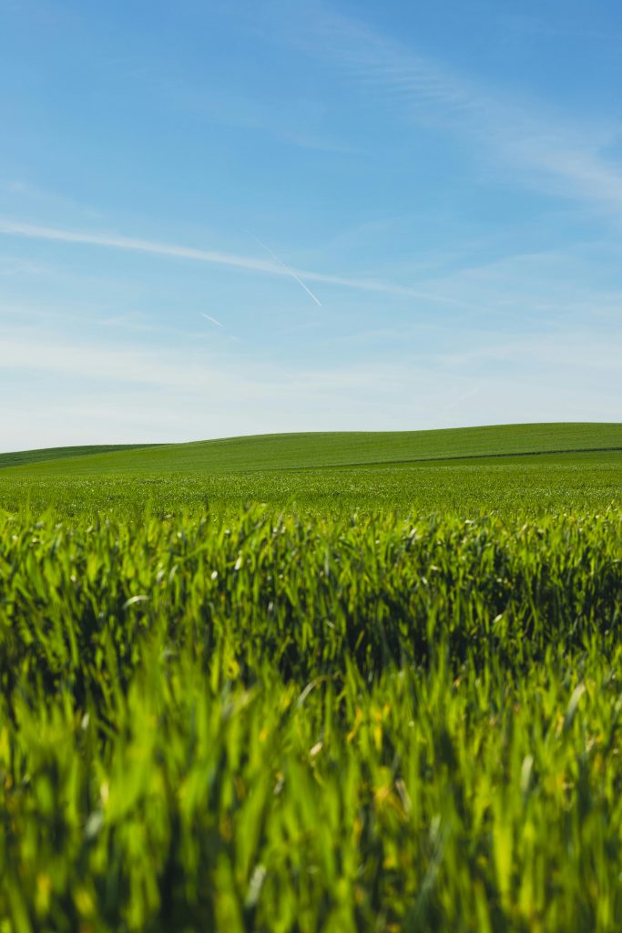 A serene green field extends under a clear blue sky, capturing the essence of spring.